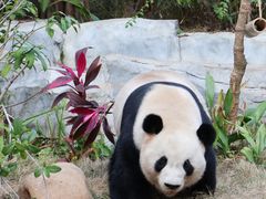 -灵玲国际马戏城