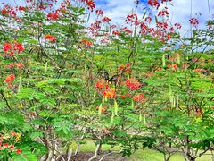 -中国科学院西双版纳热带植物园