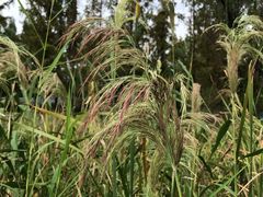 -昆山城市生态森林公园