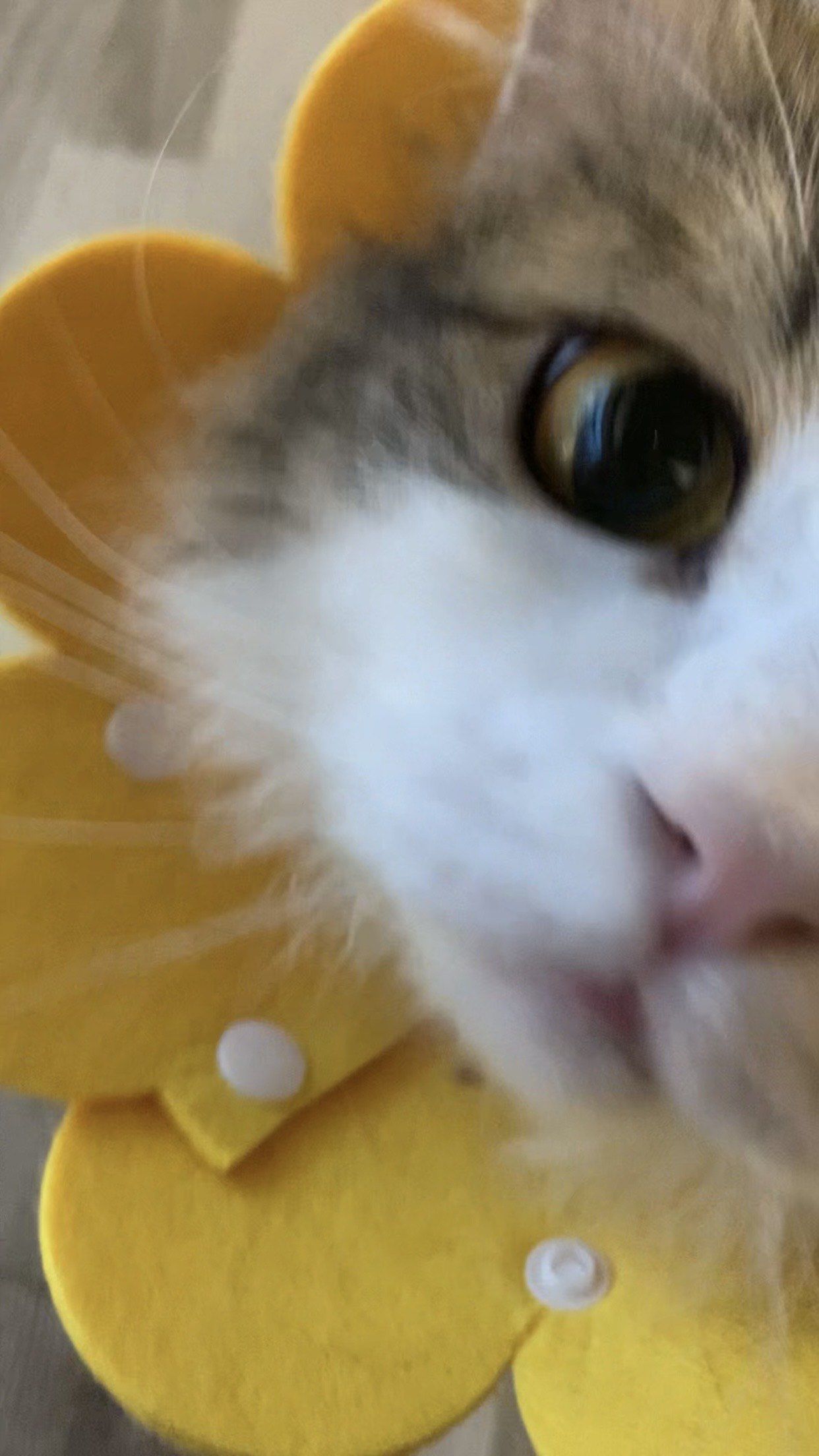 贴脸开大!
