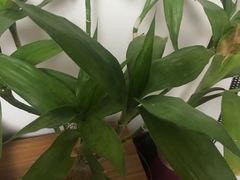 -秦美花卉(天朗·莱茵小城2期店)