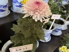 -杭州植物园