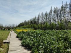 -上海长兴岛郊野公园