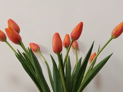 -花鸟鱼虫鲜花绿植市场(玉泉路店)