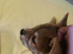-逗柴咖啡屋·狗咖猫咖宠物桌游