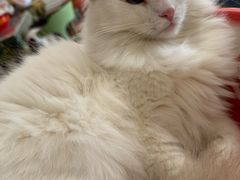 -平行世界·猫咖(首经贸店)
