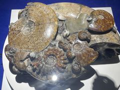 -贝壳王国博物馆