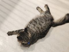 -藏猫猫咖啡主题馆(中央大道店)