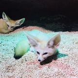 适合所有人的萌宠乐园