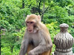 -黔灵山公园
