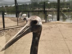 -盐城丹顶鹤湿地生态旅游区