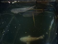 -蓝湾碧波·老字号·疍家非遗海上餐厅