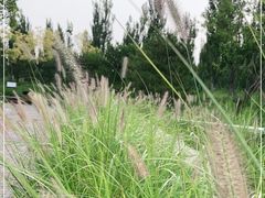 -东郊湿地公园
