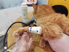 -萌兽医馆·眼科·异宠专科(三里屯店)