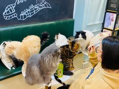 -安格丽娜·狗咖·猫咖羊驼咖(春熙路百盛商场店)