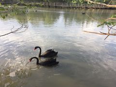 -溱湖国家湿地公园