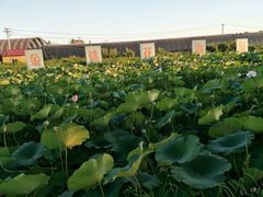 -北纬44度·金珠花海休闲农业旅游景区