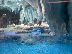 -帝企鹅自助餐厅•儿童岛•真企鹅(长隆企鹅酒店)