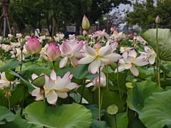 -陶辛水韵
