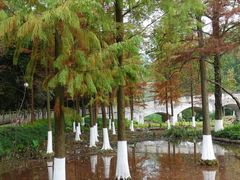 -重庆彩云湖湿地公园
