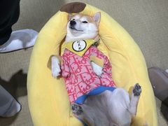 -逗柴咖啡屋·狗咖猫咖宠物桌游
