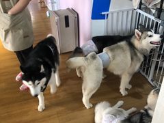 -Husky Go! 哈士奇体验馆·宠物咖啡厅狗咖