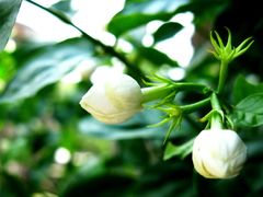 -松山湖梦幻百花洲