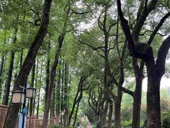 -上海醉白池公园