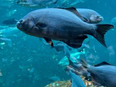 -西雅图水族馆