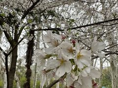 -武汉大学-樱园