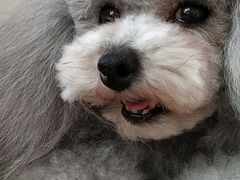 -中农大我爱我爱24h动物医院·中医针灸·猫专科·骨科医疗中心(双井店)