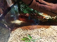 -正佳雨林生态植物园