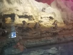 -帝企鹅自助餐厅•儿童岛•真企鹅(长隆企鹅酒店)