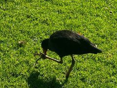 -墨尔本皇家植物园