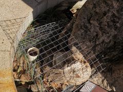 -广州神农草堂中医药博物馆