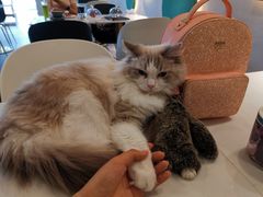 -飞行喵MR PILOT|猫舍·猫咖(静安大融城店)
