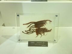 -上海纺织博物馆