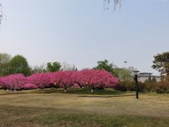 -莲花池公园