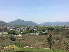 -龙坞茶村
