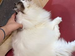 -和它·交个朋友·狗咖猫咖(爱琴海店)
