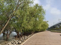 -宝安西湾红树林湿地公园