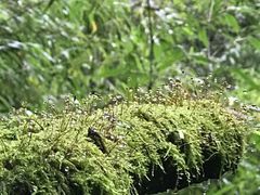 -山王坪喀斯特国家生态公园