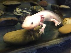 -上海大自然野生昆虫馆(东方明珠·爬宠昆虫探索中心)