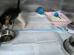 -东莞宠友24H宠物中心医院·转诊夜诊·异宠(新河北路院)