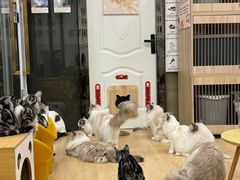 -有喵·猫咖·狗咖·30几只猫10只小狗(岗厦店)