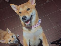 -柴犬高等学院·狗咖·柴犬售卖·宠物训练