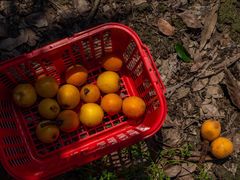 -塘栖枇杷特色园区