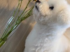 -宠爱国际动物医院· 猫科· 外科·中兽医(长白店)