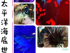 -太平洋海底世界