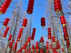 -东平国家森林公园